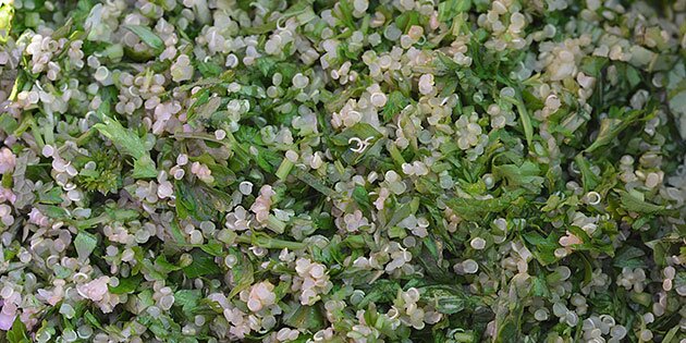 Skøn quinoasalat med masser af finthakkede urter.