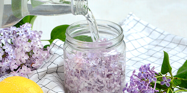 Citron og honning bruges til at smage syrensnapsen til med, når den har trukket færdigt.