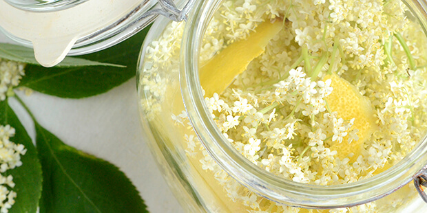 Hyldeblomster og citron er klar til at trylles om til hjemmelavet snaps