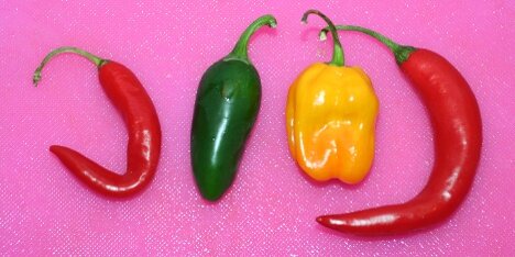Nogle af de chilier man kan bruge i chili con carne.